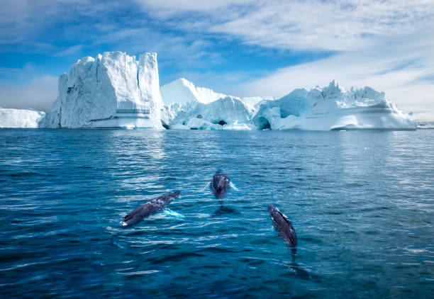 Whales swimming near massive icebergs in the icy waters of Greenland